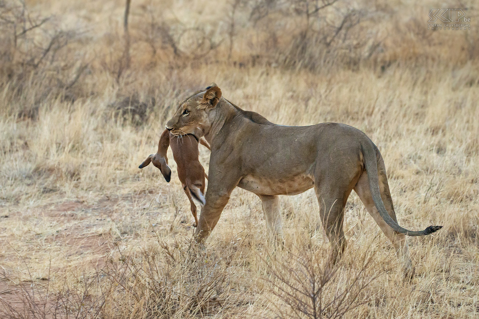 Samburu - Leeuwin met dode impala Vlak na zonsondergang kwamen we ook nog een leeuwin tegen die een jonge impala gedood had en dit dier nu in haar bek meesleurde. Stefan Cruysberghs